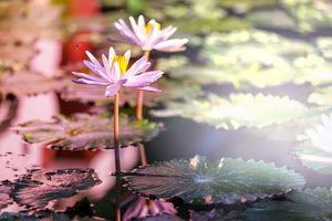 3-piece-aluminium-print-lilies-in-pond