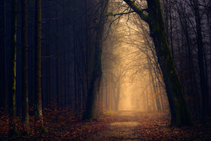 3-piece-canvas-print-evening-mood-in-the-forest