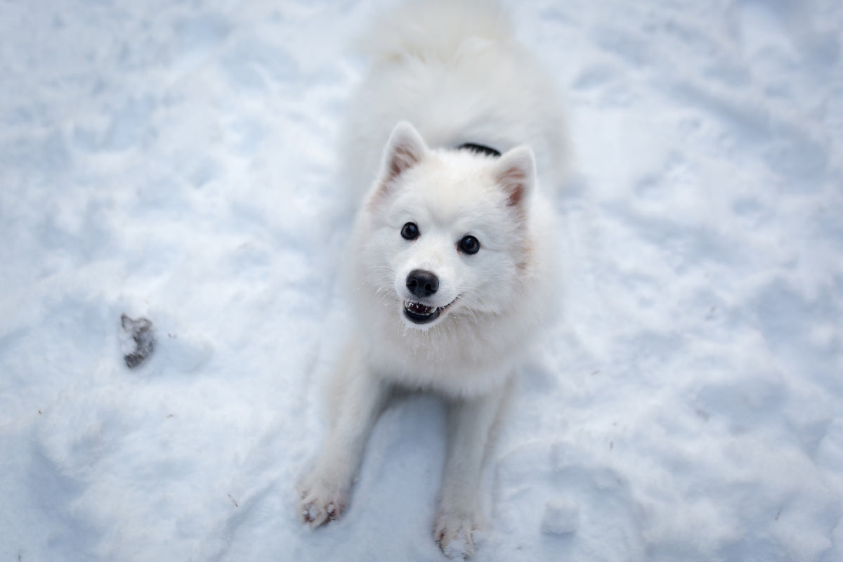 poster-print-dogs-joy-in-the-snow