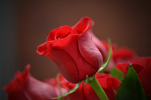 acrylic-print-red-rose-in-xl