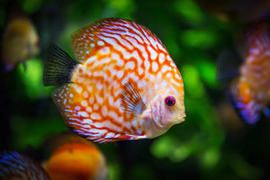 framedposter-print-the-discus-fish