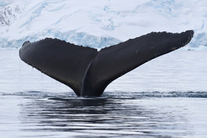 aluminium-print-the-humpback-whale