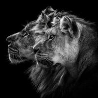 4-piece-aluminium-print-lion-and-lioness-portrait