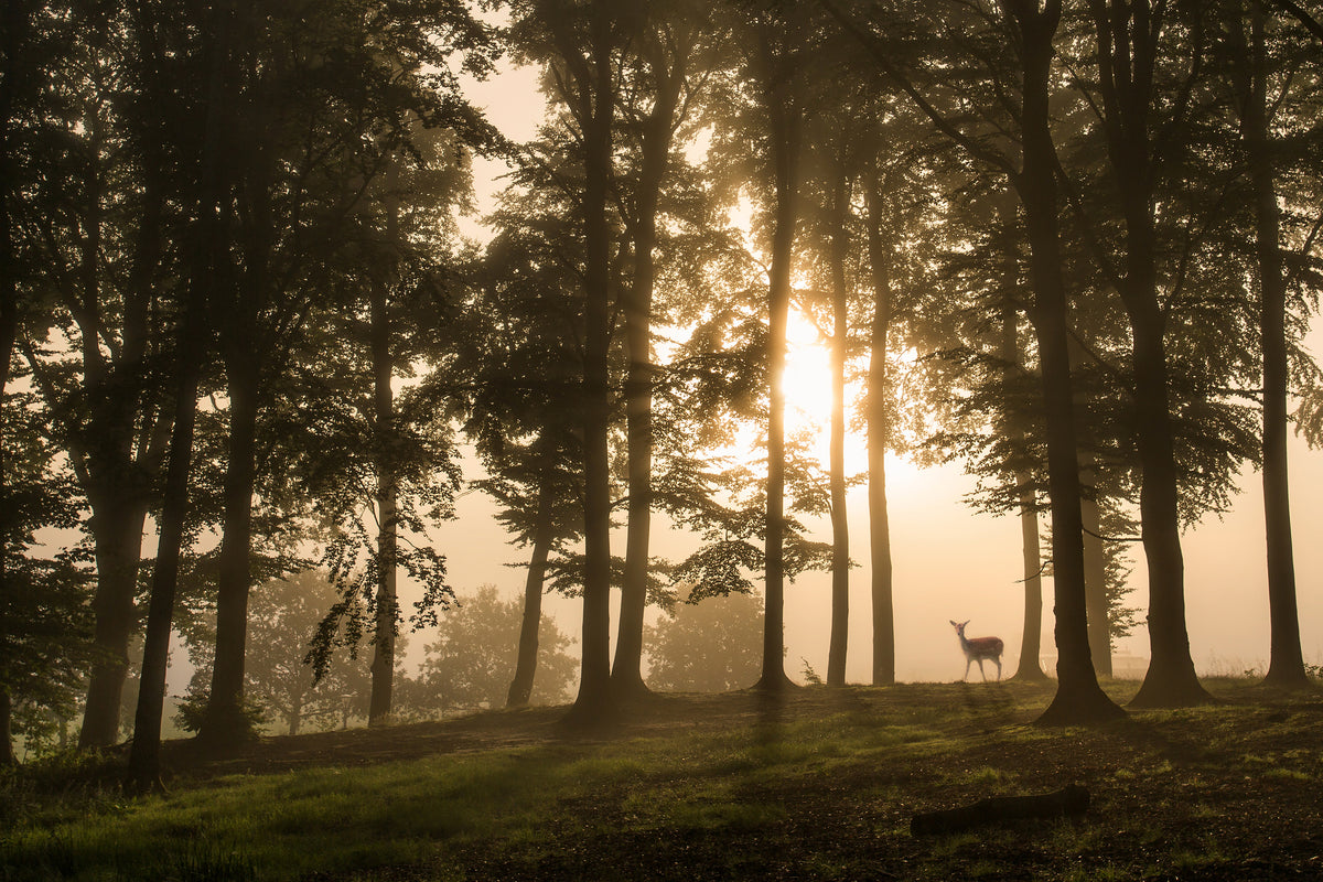 poster-print-deer-in-the-morning-mist