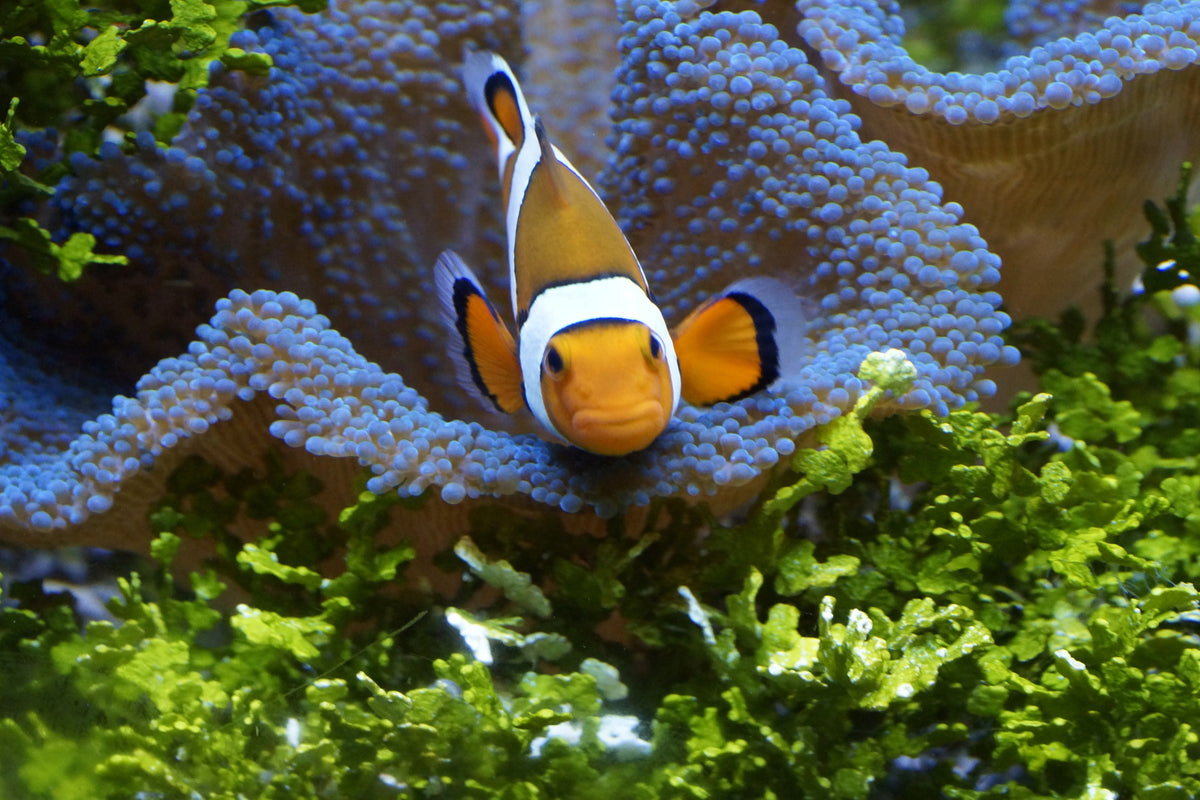 3-piece-canvas-print-cute-clownfish