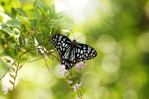 modern-3-piece-canvas-print-papilio-butterfly-xxl