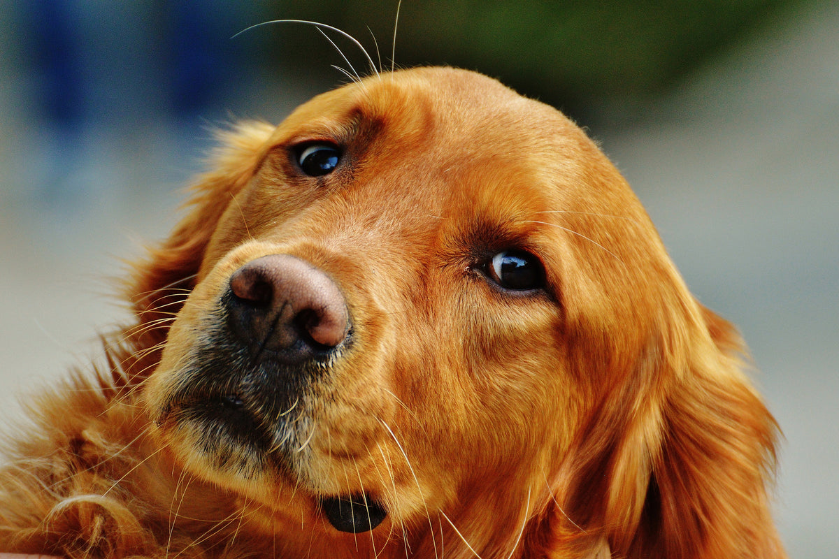3-piece-canvas-print-faithful-irish-setter
