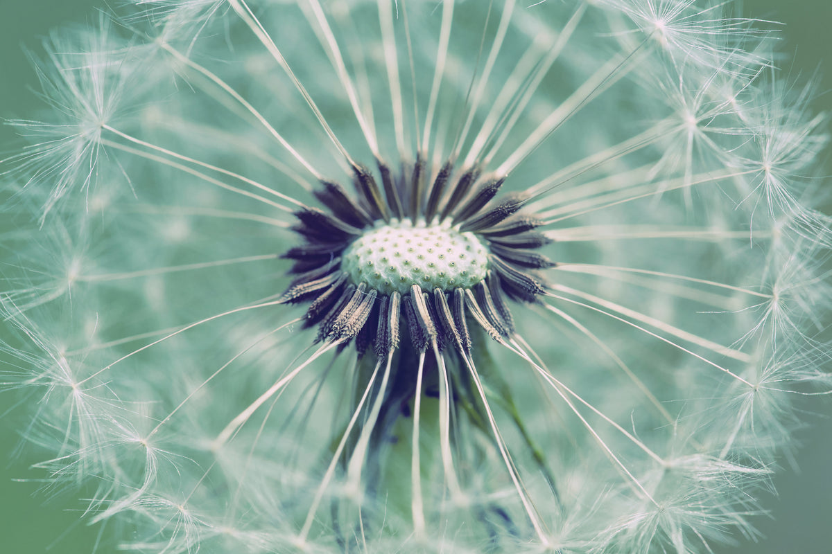 3-piece-acrylic-print-close-up-dandelion