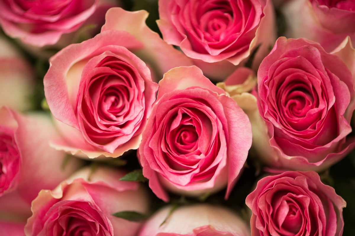 acrylic-print-rose-love