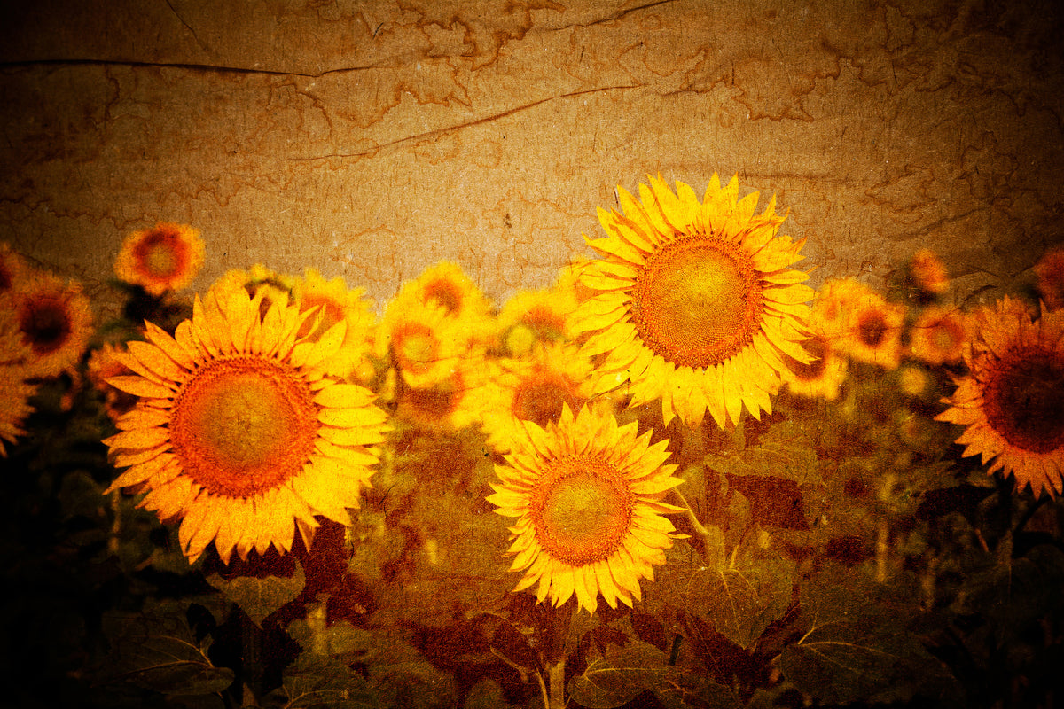 modern-3-piece-aluminium-print-retro-sunflower