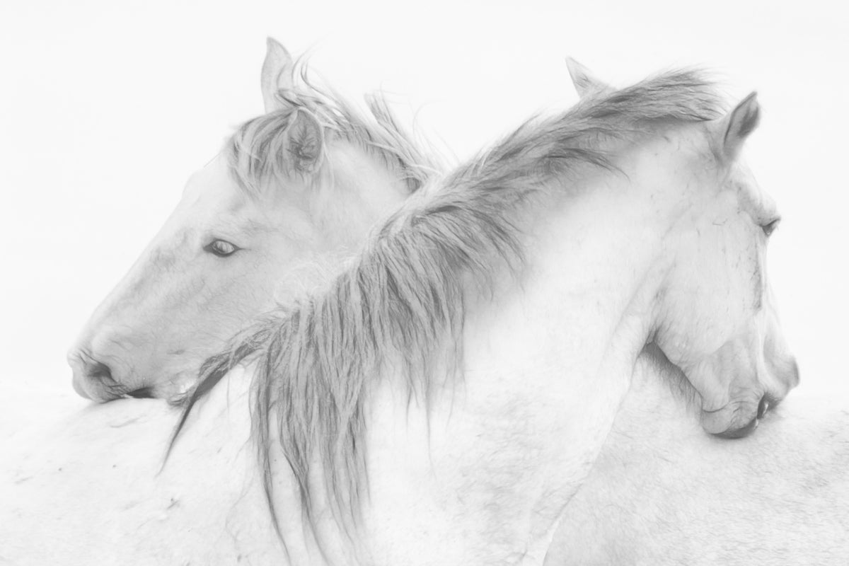 3-piece-aluminium-print-horses