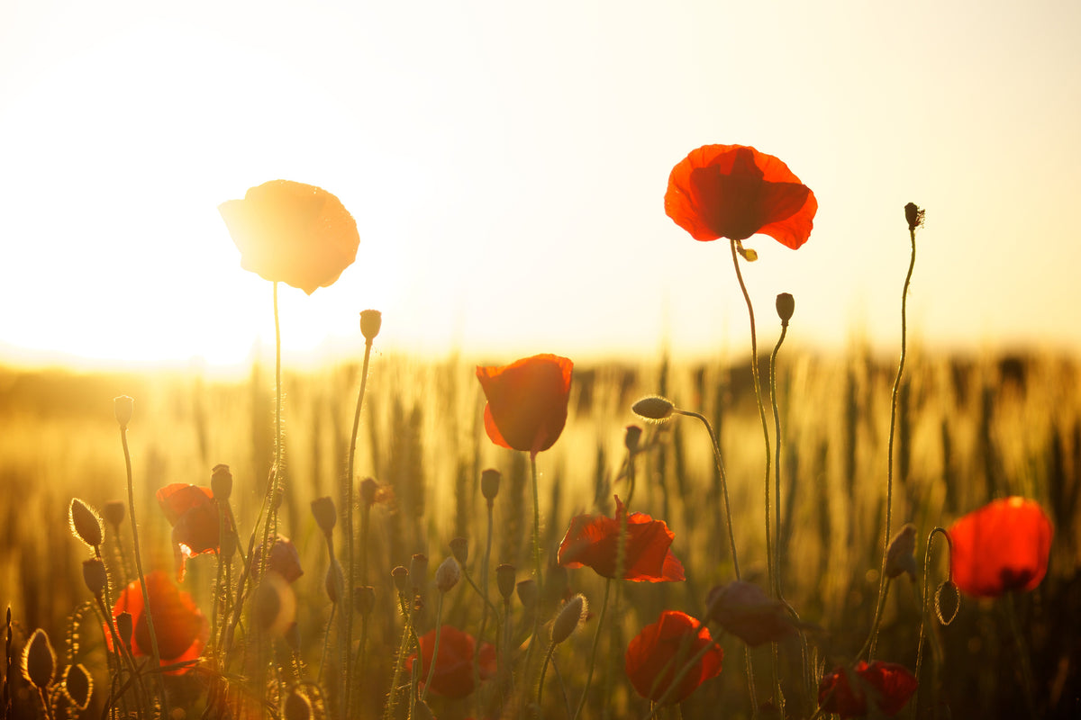 framedcanvas-print-poppy-in-the-sunset