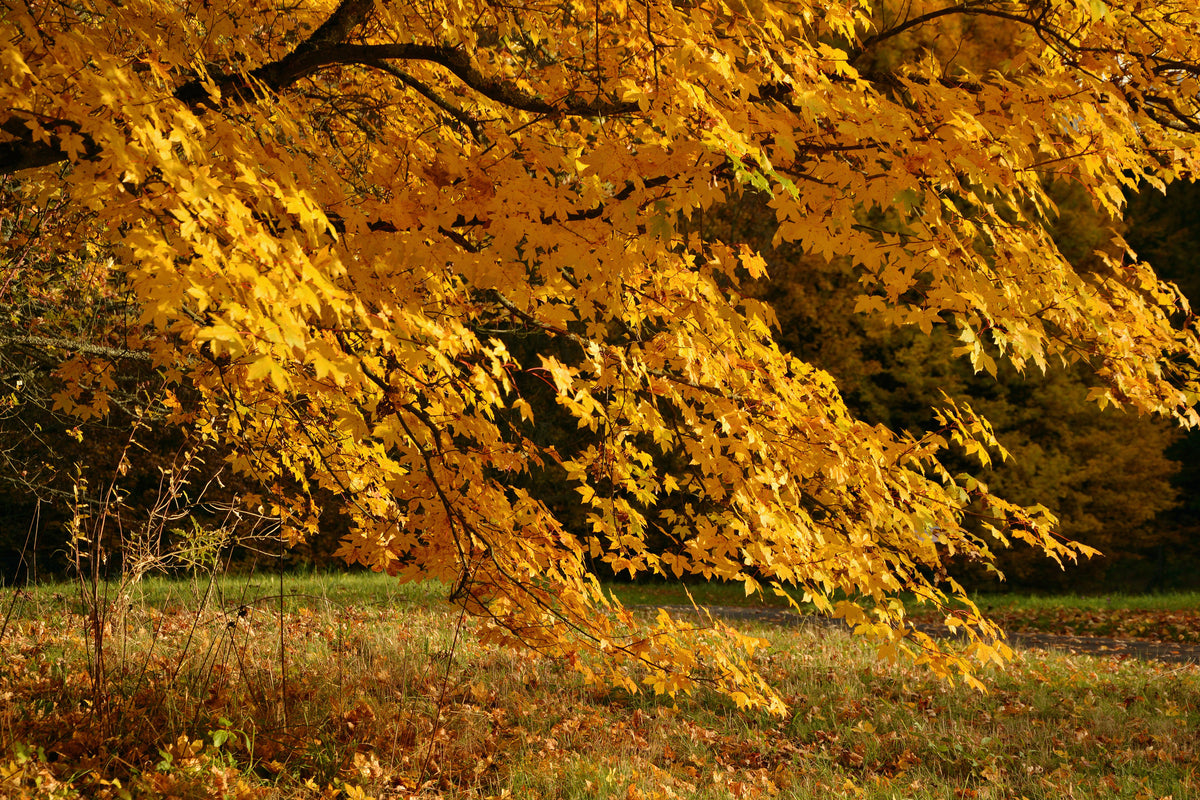 3-piece-aluminium-print-the-magnificent-autumn-tree
