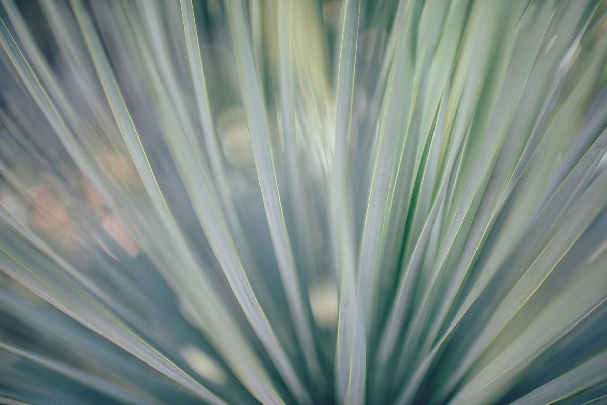 3-piece-acrylic-print-strip-of-plant