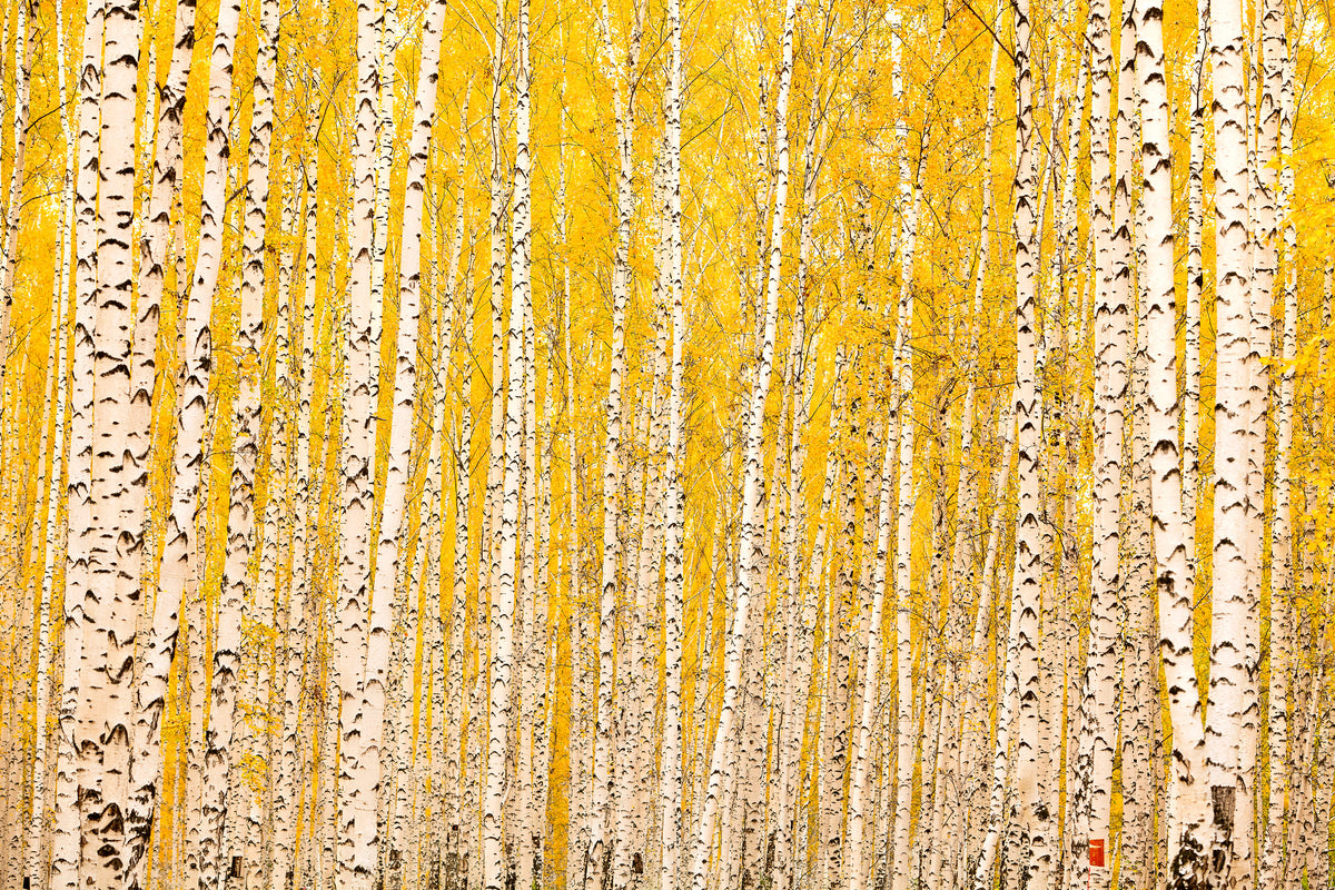 modern-3-piece-aluminium-print-the-birch-forest-in-autumn