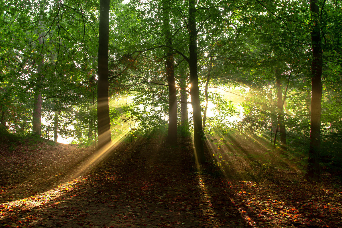 framedposter-print-sun-in-the-forest