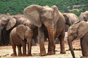 3-piece-canvas-print-elephant-herd-in-africa