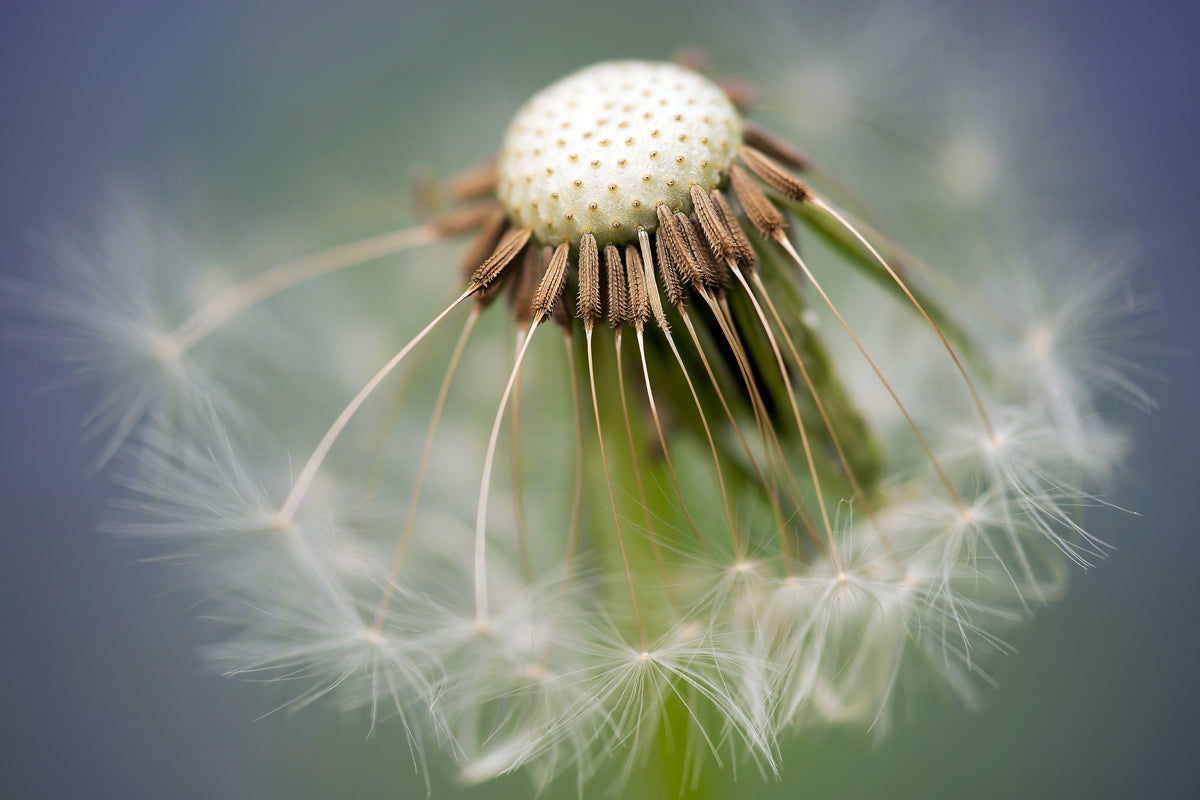 modern-3-piece-acrylic-print-dandelion-close-up