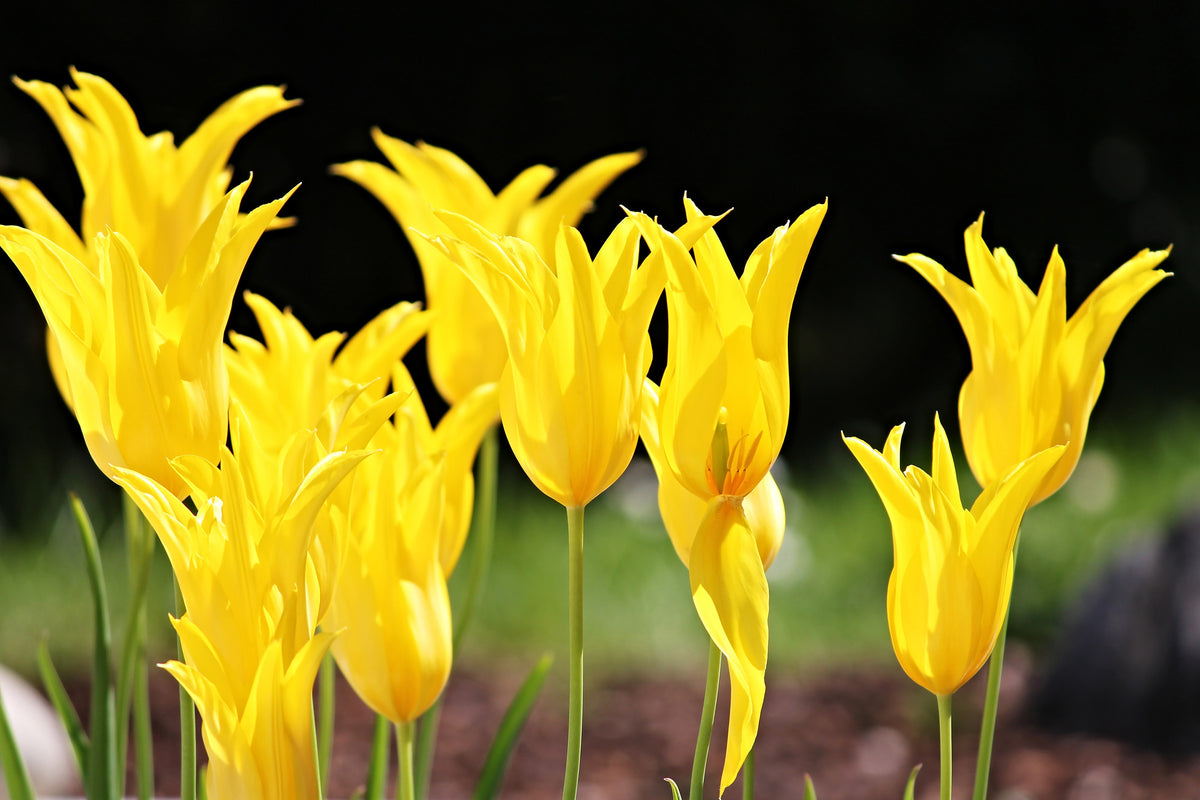 3-piece-aluminium-print-yellow-tulips-in-the-nature