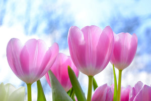 modern-3-piece-acrylic-print-tulips-in-nature