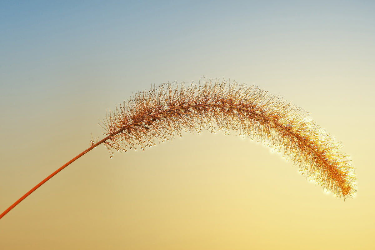 framedposter-print-ornamental-grass-in-xxl