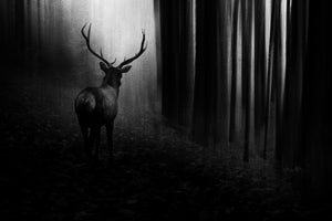 aluminium-print-stag