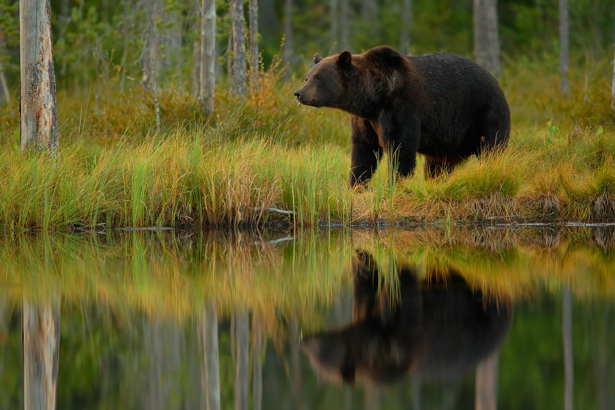 acrylic-print-bear-and-fish-x