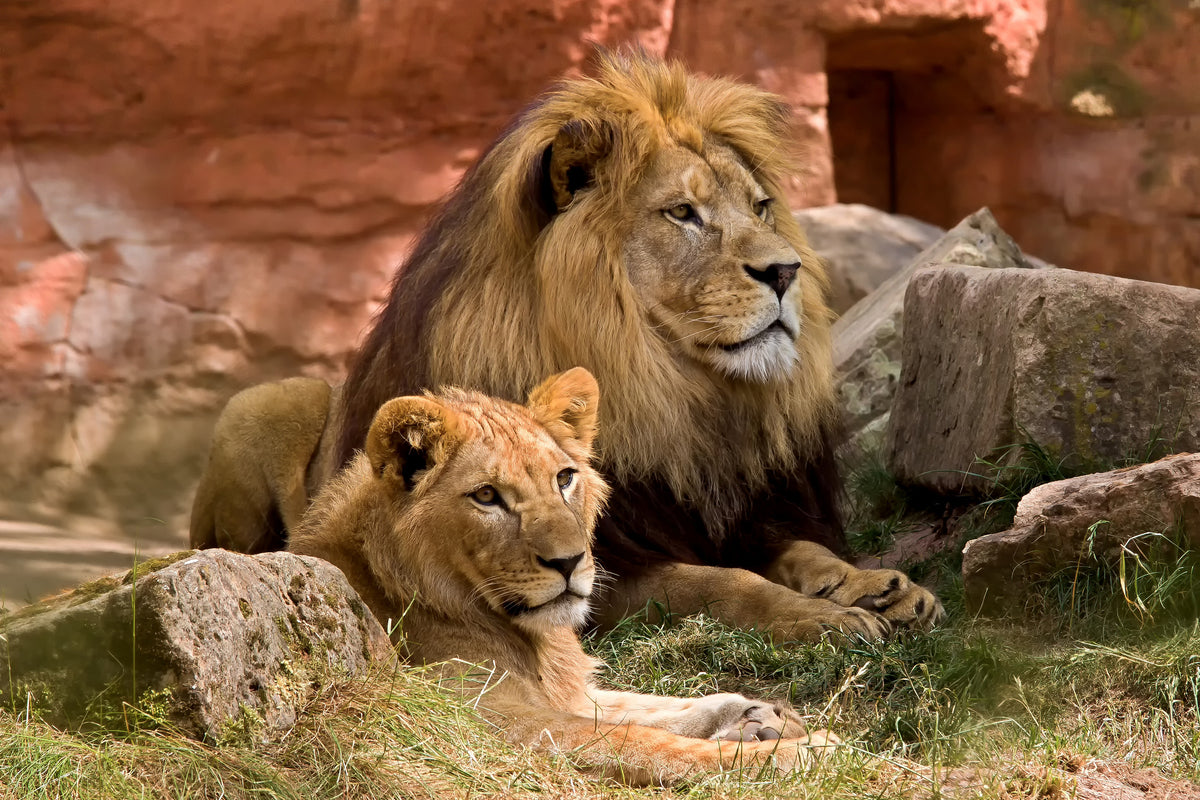framedposter-print-a-lion-couple