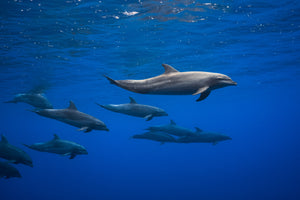 poster-print-dolphins-x