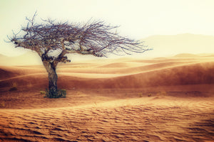framedposter-print-desert-storm