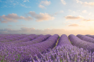 acrylic-print-the-blooming-lavender-field