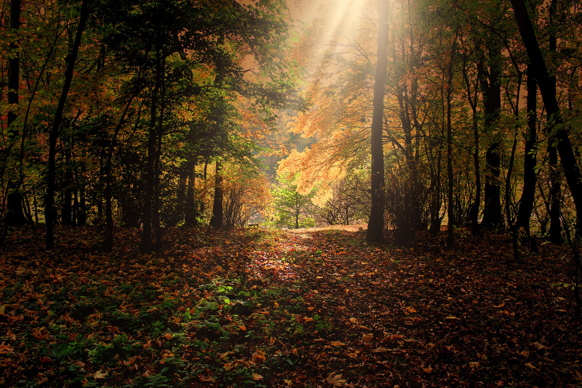acrylic-print-the-deciduous-forest
