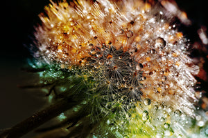 3-piece-aluminium-print-dandelion-in-the-morning-dew