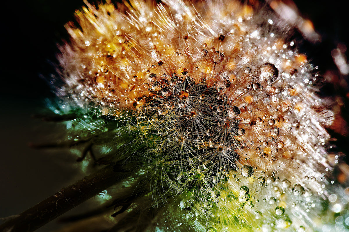 3-piece-aluminium-print-dandelion-in-the-morning-dew