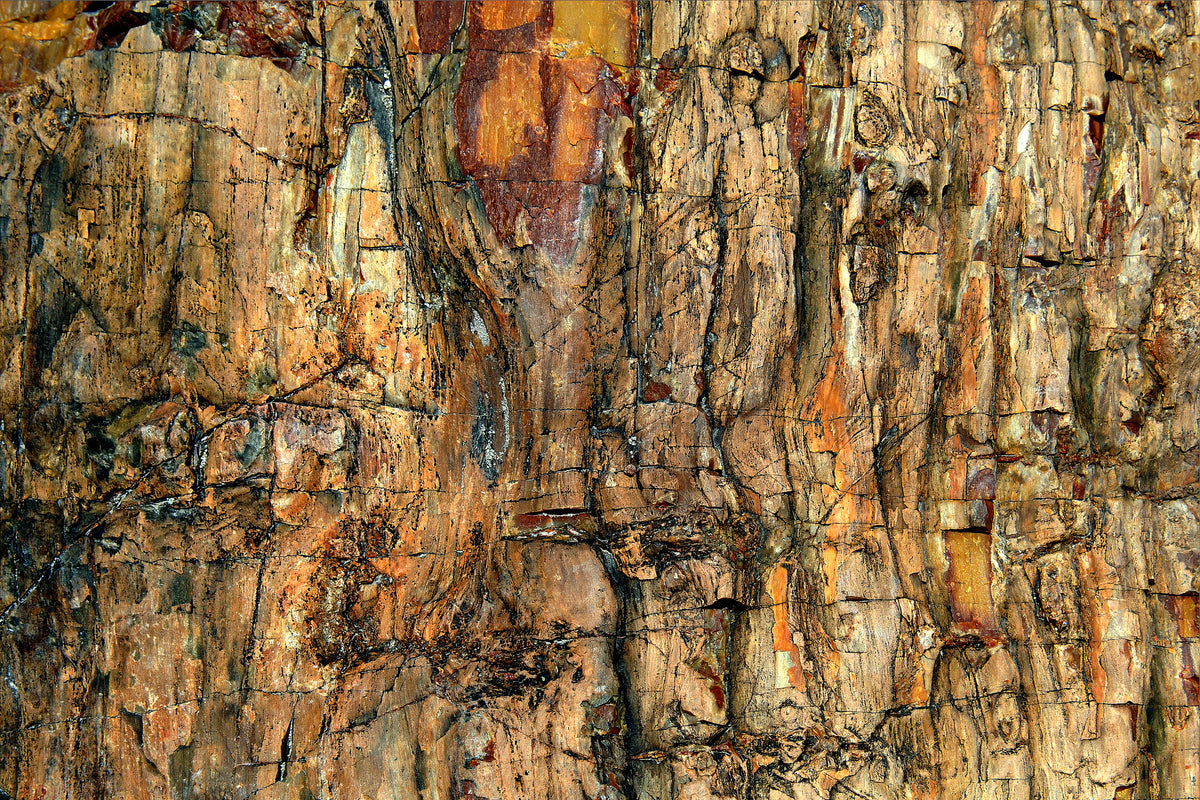 framedposter-print-bark-x