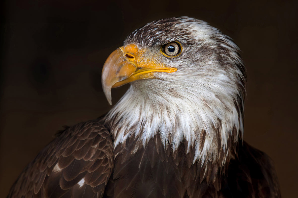 canvas-print-caged-eagle