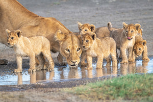 framedposter-print-wariness-at-the-water-hole-x