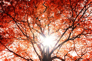 aluminium-print-light-of-autumn