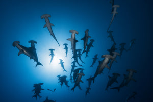aluminium-print-hammerhead-sharks-in-the-light