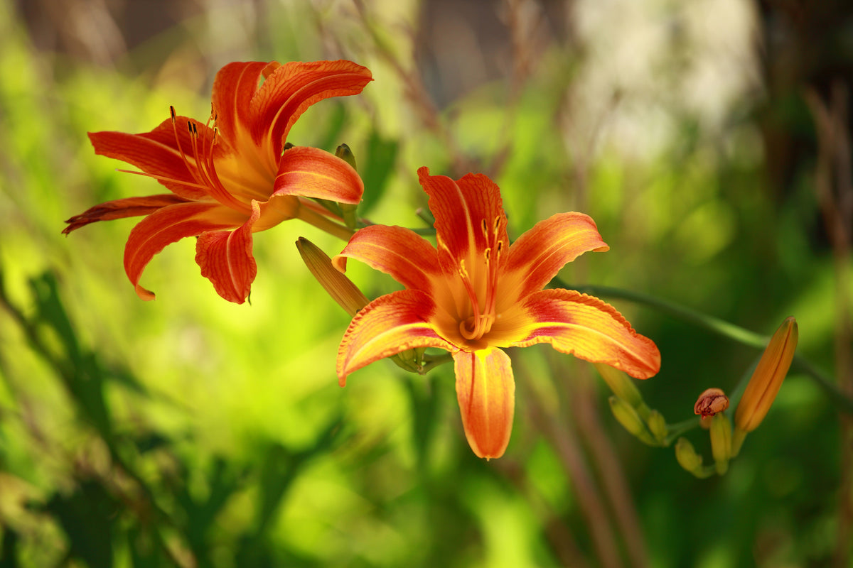 modern-3-piece-canvas-print-lilies-in-nature