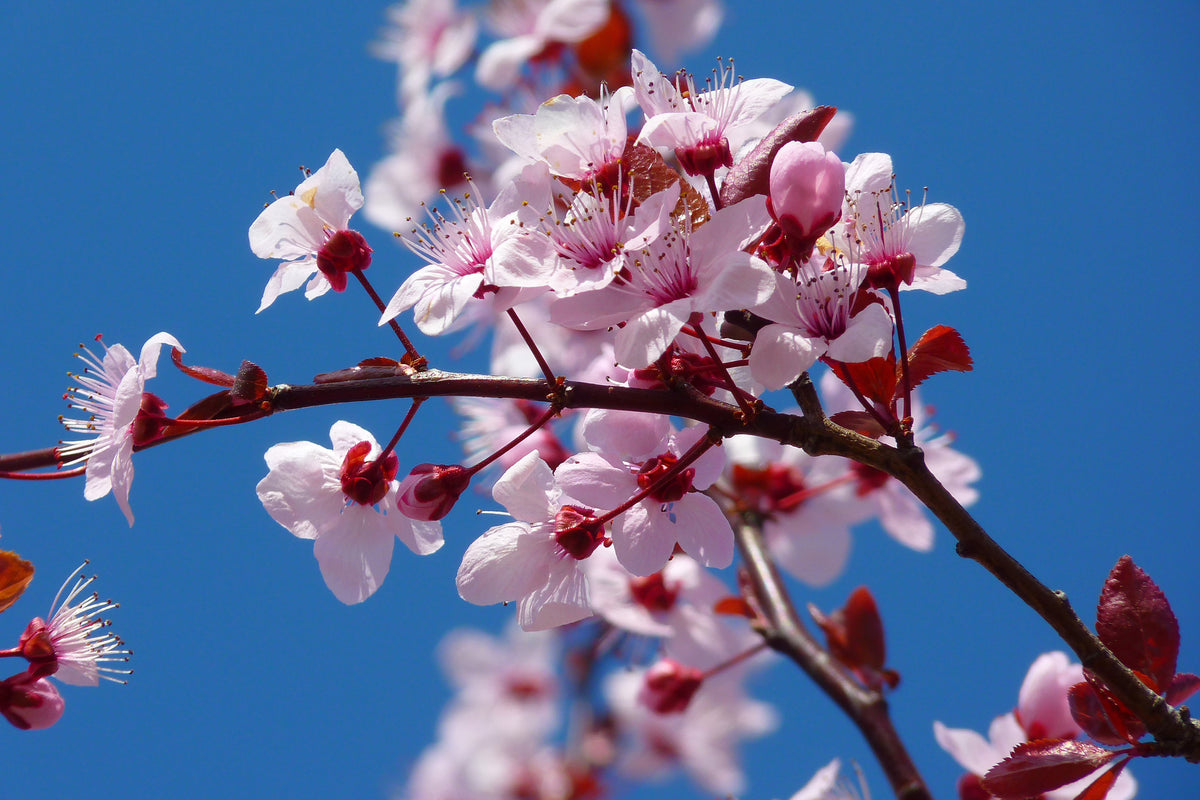acrylic-print-the-almond-blossom