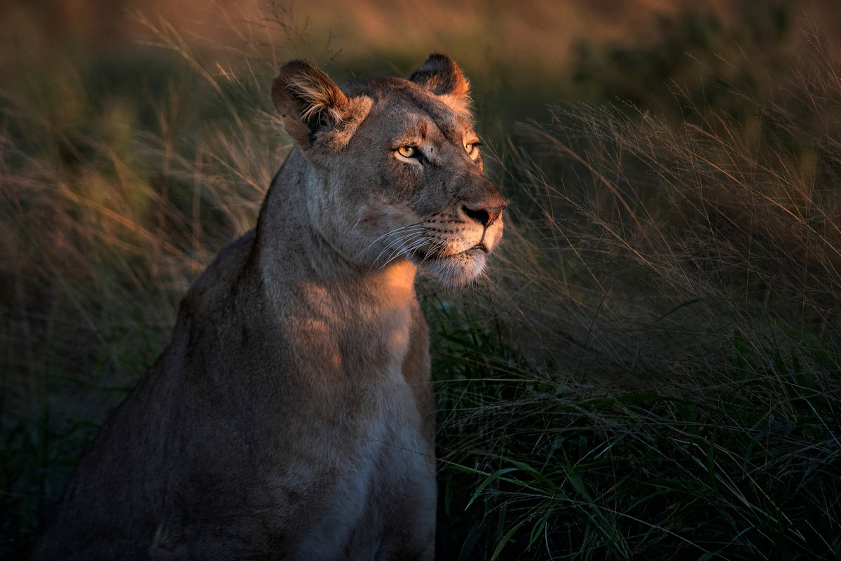 aluminium-print-lioness-at-first-day-ligth-x