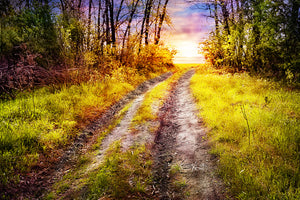 canvas-print-the-forest-path