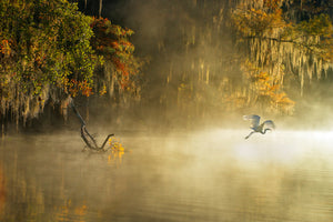 framedposter-print-egret