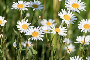 3-piece-canvas-print-xl-daisies