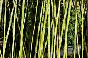 framedcanvas-print-fresh-bamboo