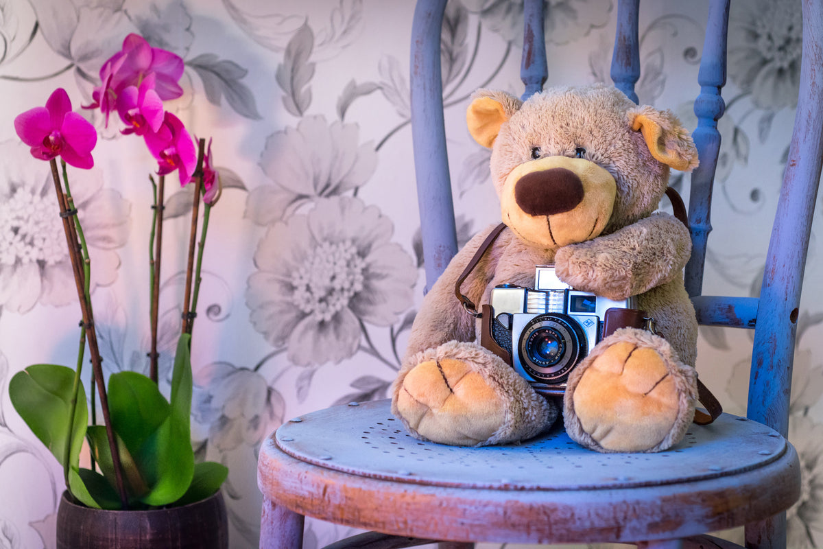 framedcanvas-print-camera-teddy-bear