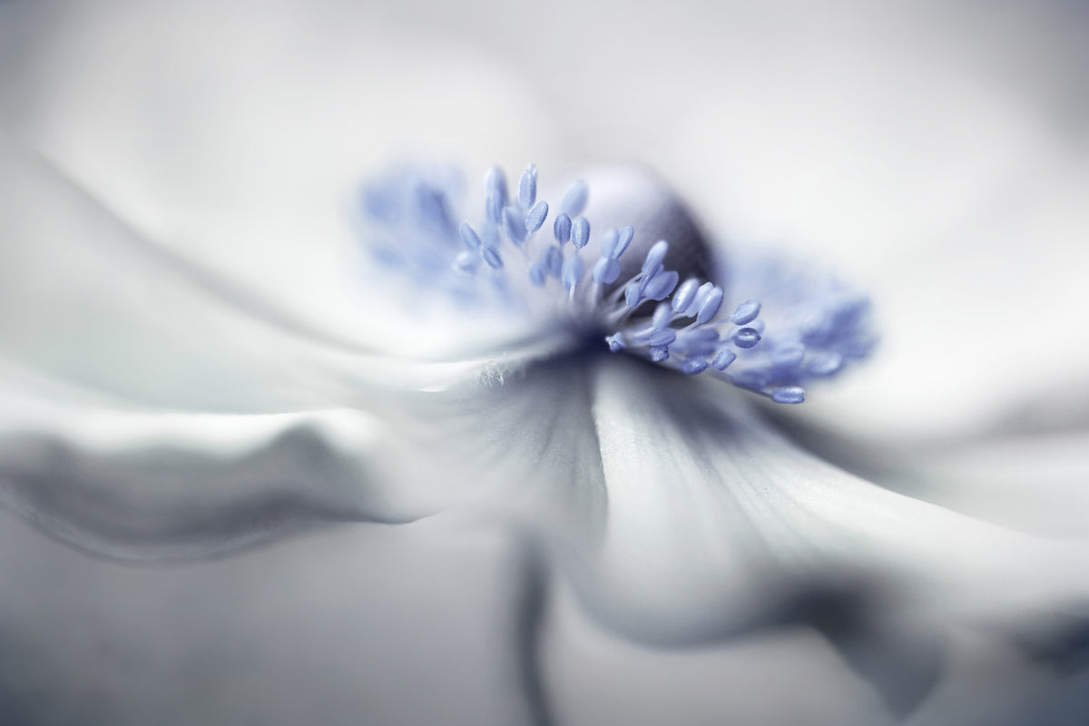 modern-3-piece-canvas-print-anemone-spirit