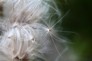 modern-3-piece-aluminium-print-close-up-flowers-fibers