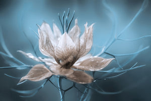 poster-print-nigella
